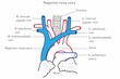 Detailed diagram of the human heart and superior vena cova