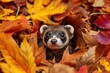 A frolicsome ferret peeking out from a pile of autumn leaves