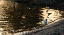 Closeup Of A White Wagtail (Motacilla Alba) Perched On Shore Of A Lake At Golden Hour