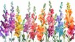 Watercolor gladiolus clipart with tall spikes of colorful blooms ,clean sharp focus