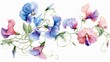 Watercolor sweet pea clipart with pastelcolored blooms and curly tendrils ,clean sharp focus