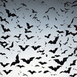 bat swarm a flurry of detailed black bats isolated on a transparent background,   colorful background