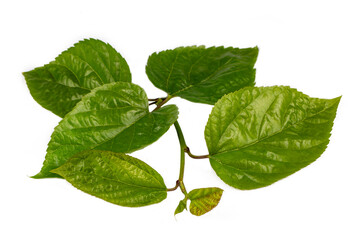 Wall Mural - Fresh green mulberry leaves on white background