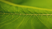 Extreme Closeup Of Leaf Veins Background 