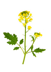 Sticker - Sinapis arvensis or Mustard Flower blossom on the white background