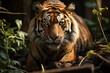 Majestic tiger in tropical jungle displays orange coat with black stripes., generative IA