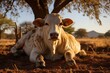 Brahman cow relaxes in the shadow in intense heat., generative IA