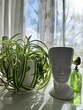 a white pot for home flowers. Nefertiti planters for interior decoration . Chlorophytum comosum bonnie with white and green long curly leaves and a bottle with a bird