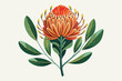 banksia flower on stem hand drawn vector illustration