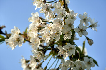 Wall Mural - Blooming white flowers of a fruit bush in spring