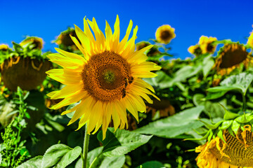 Wall Mural - Agricultural field with yellow sunflowers against the sky with clouds.Sunflower field.Gold sunset. Sunflower closeup.Agrarian industry. Photo of cultivation land.flowers image