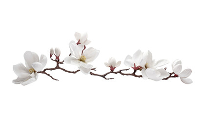 Wall Mural - white magnolia flowers isolated on transparent background cutout