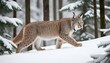 A Lynx Prowling Through A Snowy Forest Its Fur Bl