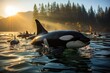 Family of Orcas hunting with impressive coordination., generative IA