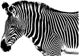 Fototapeta Konie - zebra sketch, isolated 