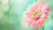 macro shot of a pink gerber flower