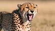 A Cheetah With Its Sharp Teeth Bared Snarling