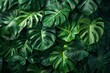 Incorporating the vibrant verdant tones of the Monstera plant can infuse your designs with a sense of rejuvenation and vibrancy.