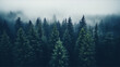 Foggy pine forest from above, nature landscape photography, green and blue colors