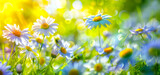Fototapeta Mapy - Flowers landscape of dew-covered daisies. Springtime or summer nature scene. Daisies meadow