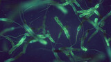 Fototapeta Sport - Cholera bacteria. Vibrio cholerae is a gram negative bacterium. Cholera is a bacterial disease usually spread through contaminated water and can cause severe diarrhea and dehydration