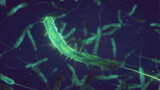 Fototapeta Sport - Cholera bacteria. Vibrio cholerae is a gram negative bacterium. Cholera is an acute intestinal infection usually cased by contaminated water