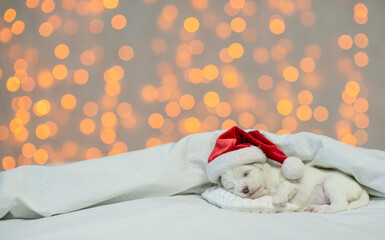 Wall Mural - Tiny Lapdog puppy wearing red santa hat sleeps under white blanket at home on festive background. Empty space for text