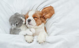 Fototapeta Zwierzęta - Cavalier King Charles Spaniel and tiny kitten sleep together under white warm blanket on a bed at home. Top down view. Empty space for text