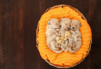 Aufkleber - Three tiny cozy newborn Toy Poodle puppies sleep inside basket. Top down view. Empty space for text