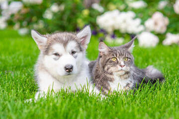 Poster - Alaskan Malamute puppy lying with adult Maine Coon cat on green summer grass