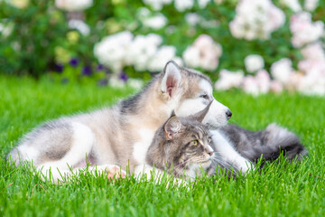 Aufkleber - Alaskan malamute puppy hugs adult maine coon cat on green summer grass