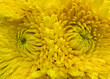 Macro of yellow chrysanthemum flowers