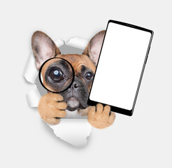 Aufkleber - French bulldog puppy looks thru the magnifying lens looks through the hole in white paper and holds big smartphone with white blank screen in it paw