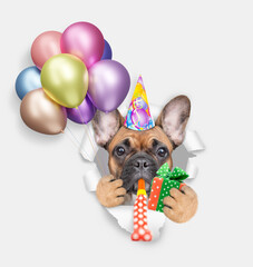 Aufkleber - Funny french bulldog puppy wearing party cap blows in party horn and looks through a hole in white paper, holds balloons and gift box in it paw