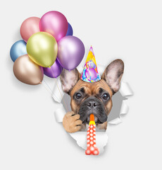 Aufkleber - French bulldog wearing party cap blows in party horn and looks through a hole in white paper, holds balloons