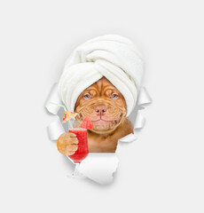 Poster - Smiling Mastiff puppy with towel on it head looks through the hole in white paper and holds watermelon cocktail