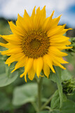 Fototapeta  - Blüte einer Sonnenblume