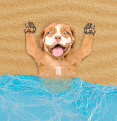 Poster - Funny Mastiff puppy covered with suntan lotion or sunblock relaxing at sunny beach