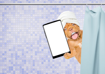 Wall Mural - Happy mastiff puppy with towel on it head, with big funny teeth peeking out from behind the shower curtain in the bathroom at home and holds big smartphone with empty screen in it paw