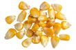 several kernels of corn, also isolated against a white background. Their bright yellow color stands out, which could make this a great image for something related to agriculture, cooking, or nutrition