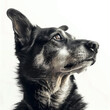 Studio portrait of a cute older dog on an isolated background