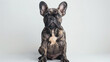 Portrait of a frenchie on a white background Day of the Dog. Postcard. Cutout