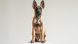 Beautiful Malinois puppy on a white background. Pet insurance advertising concept. Day of the Dog. Postcard. Cutout