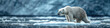 white polar bear in Arctic ice near ocean water in winter on cold day