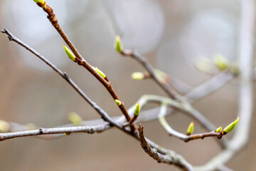 Wall Mural - Blooming tree buds in spring.