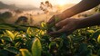 Warm sunrise light caresses a tea picker's hands gently holding fresh tea leaves, amidst a misty plantation