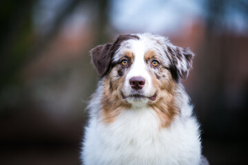 Poster - Australian shepherd dog outside in beautiful park outside	
