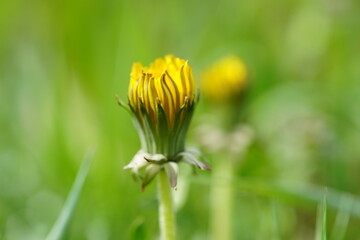 Wall Mural - yellow dandelion flower grow in the green summer garden