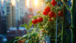 A cozy urban gardening scene featuring cherry tomatoes bursting with color in a rustic wooden planter box on a high-rise balcony. The plants are drenched in the golden glow of the setting sun.