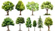 A set of ten detailed vector tree illustrations. The trees are of various types, including deciduous, coniferous, and evergreen.